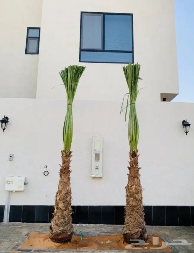 نخيل واشنطونيا 4