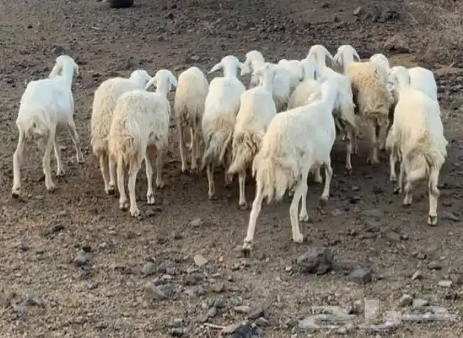 ضان حرية غنم سرحة 2