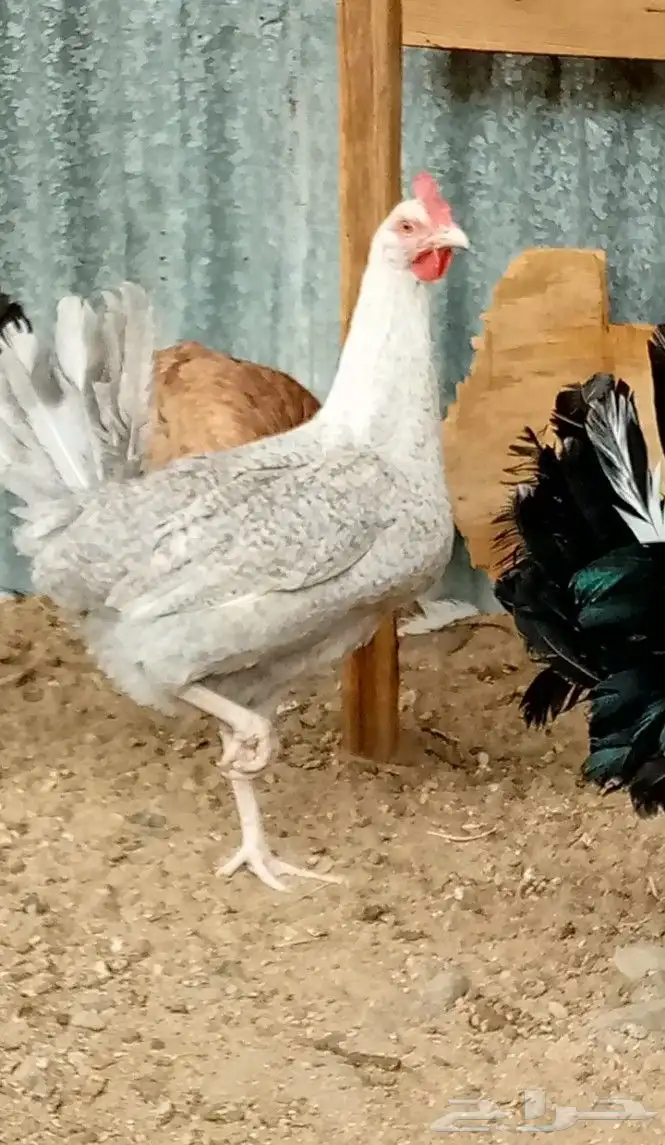 ديك ودجاجه فيومي نضيفه ج 1