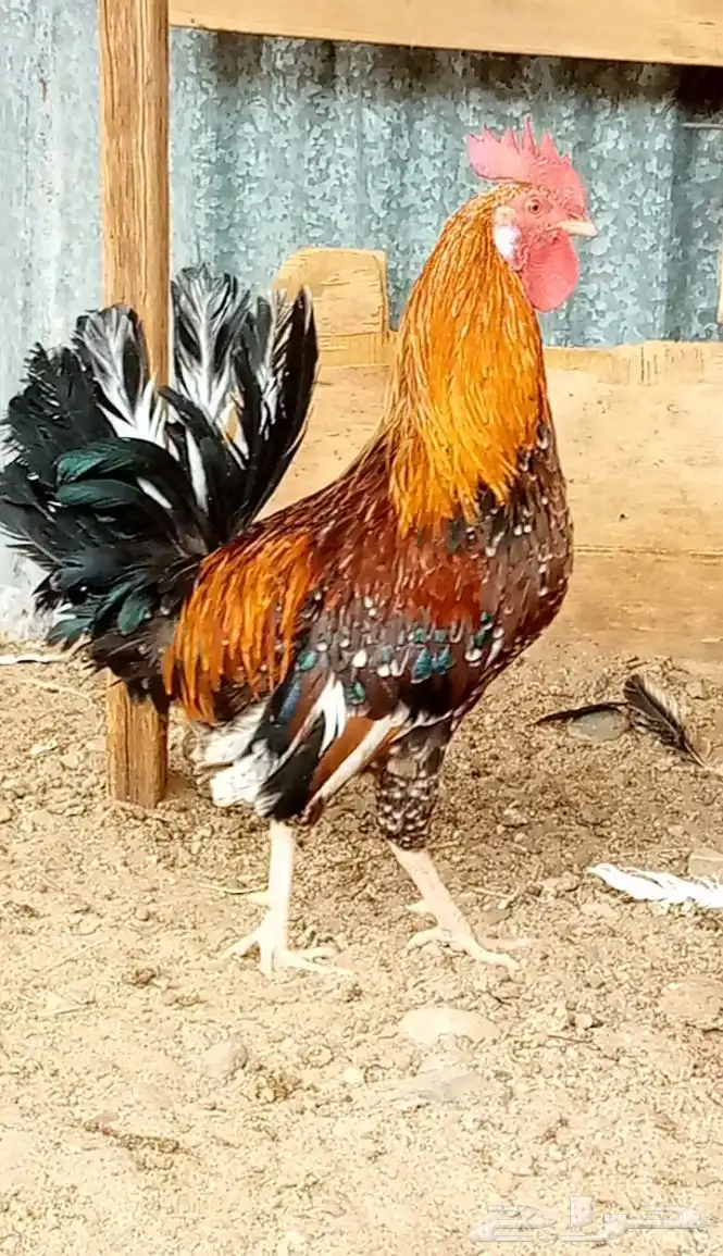 ديك ودجاجه فيومي نضيفه ج 0