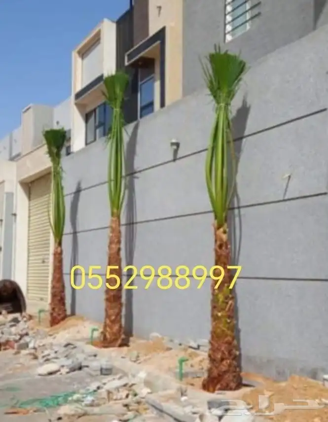 نخل عربي طيب مثمر وزينه 2