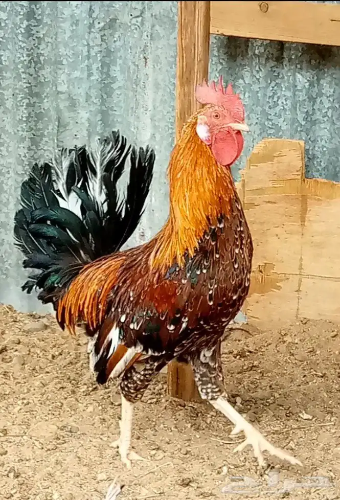 ديك ودجاجه فيومي نضيفه ج 2