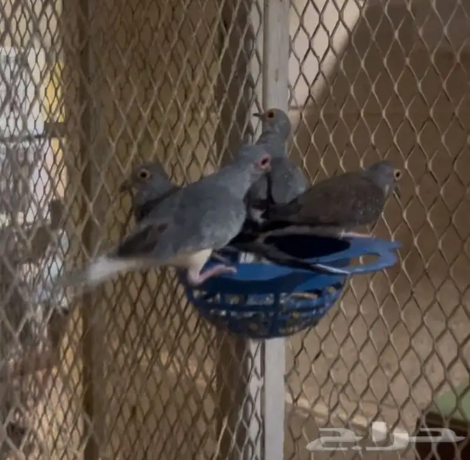 يمام ماسي جملة 6