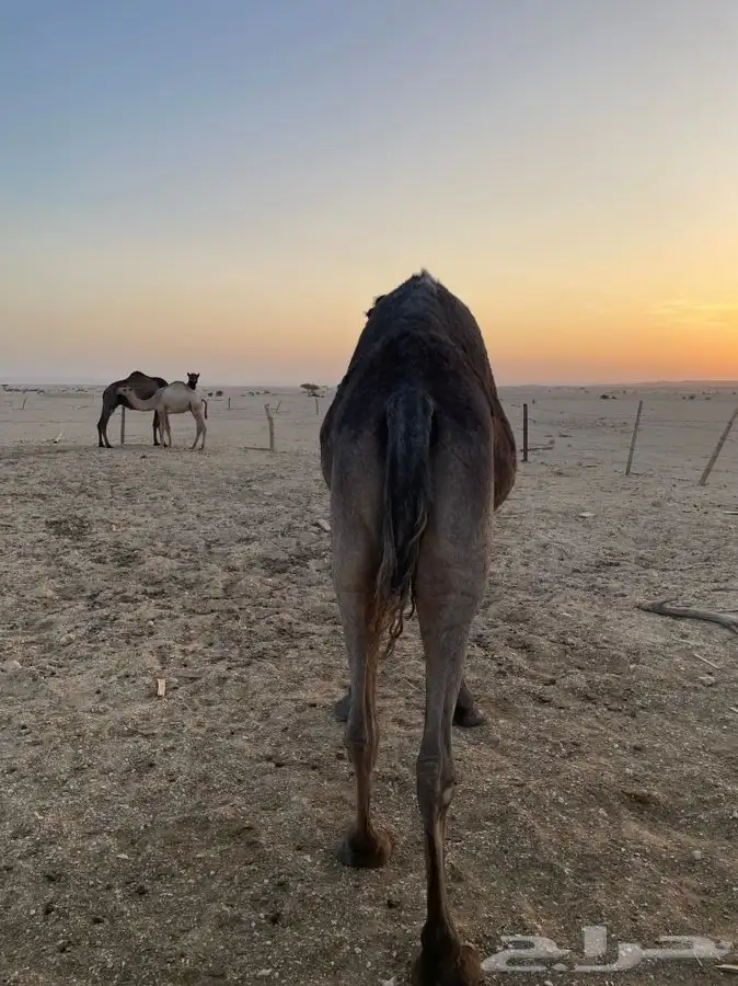 ناقه مجهم حايل 2