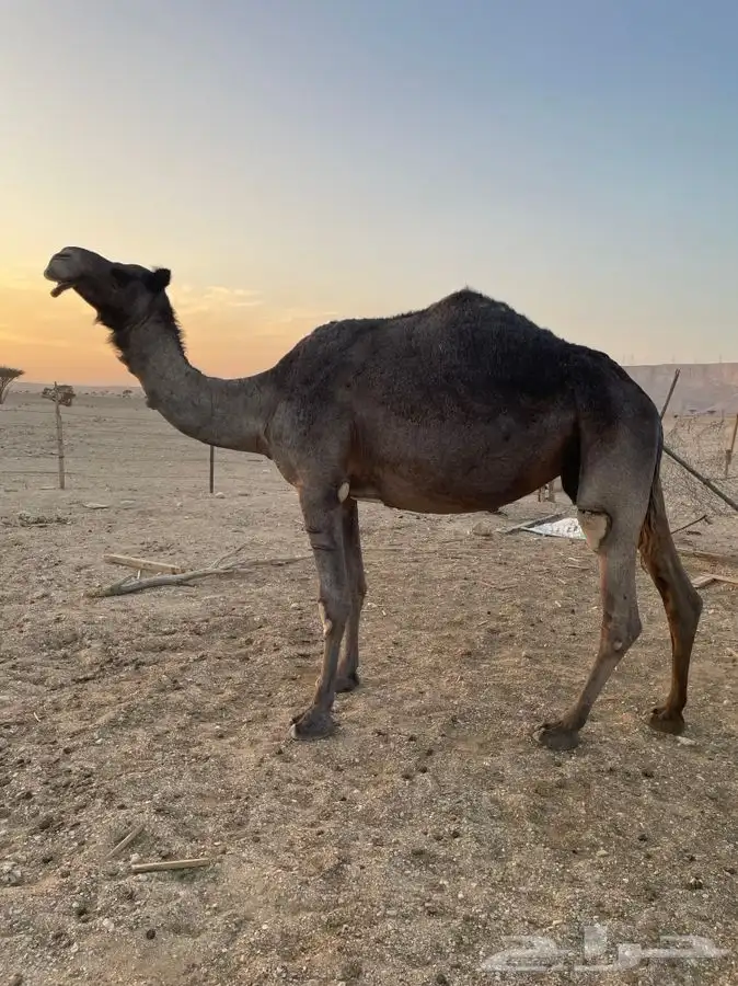 ناقه مجهم حايل 0