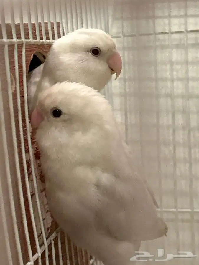 طيور روز للبيع. 0