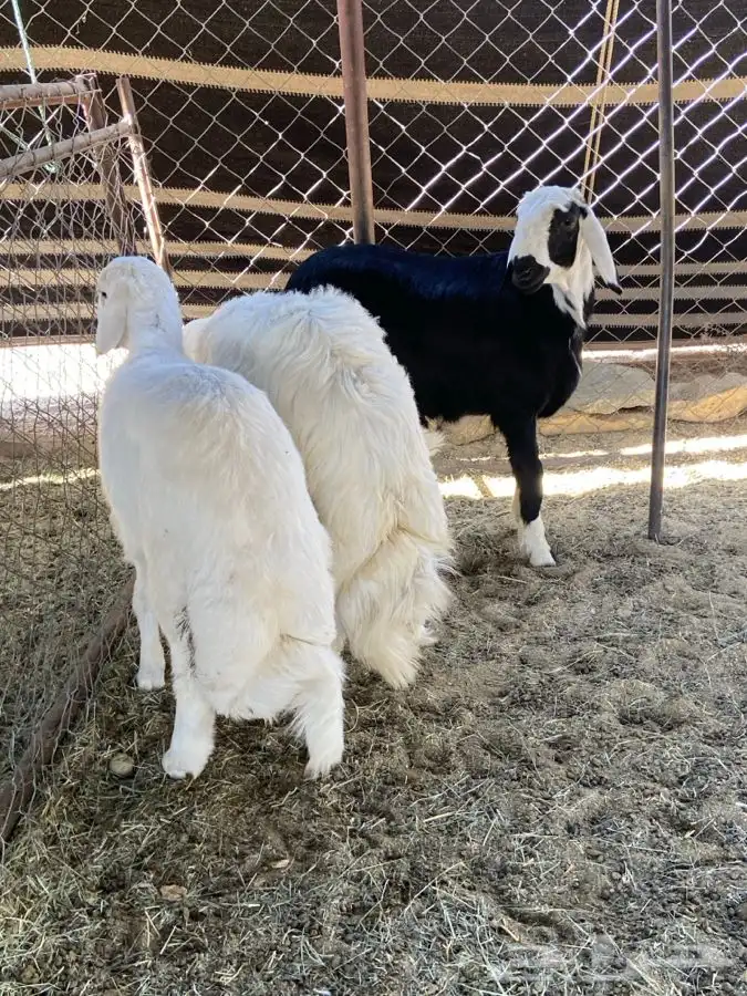 ثلاثه خرفان مناسبات 0