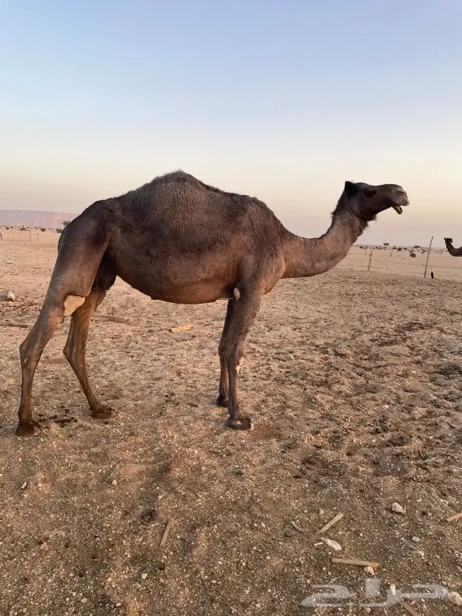 ناقه مجهم حايل 1