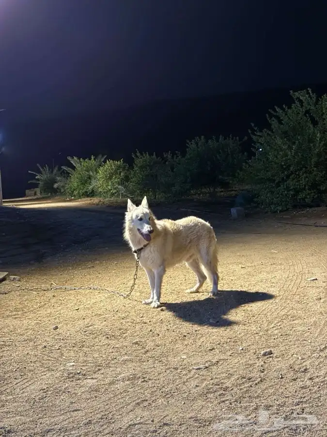 للبيع كلب جيرمن 0