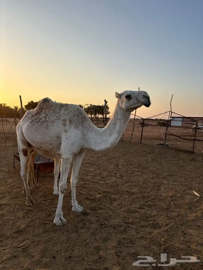 عشرا للبيع 0