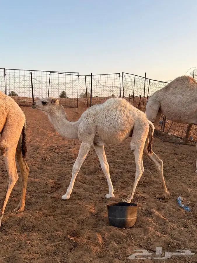 عشرا للبيع 2