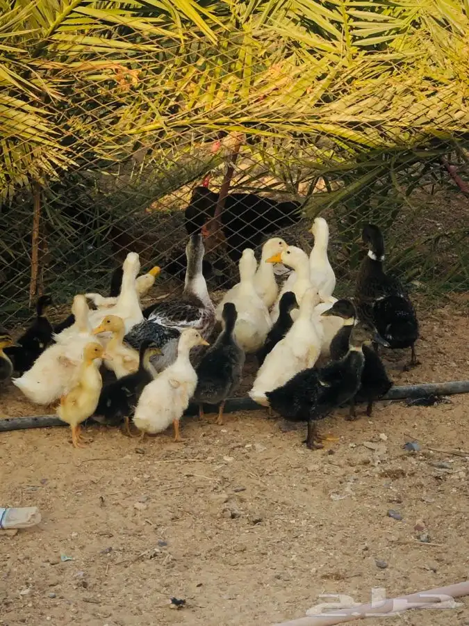 بط بكيني وشرشبر 1