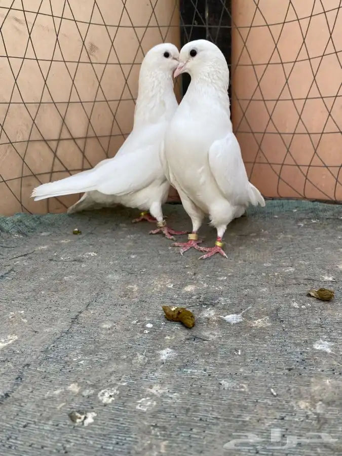 جوز غراني قطايف 0