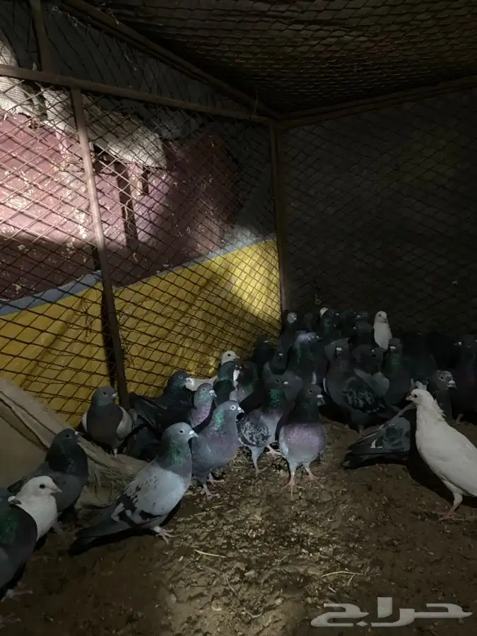 النوع   حمام زاجل 1