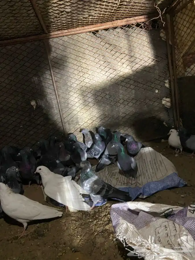 النوع   حمام زاجل 0