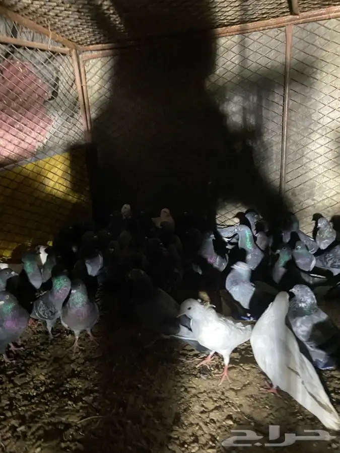 النوع   حمام زاجل 3