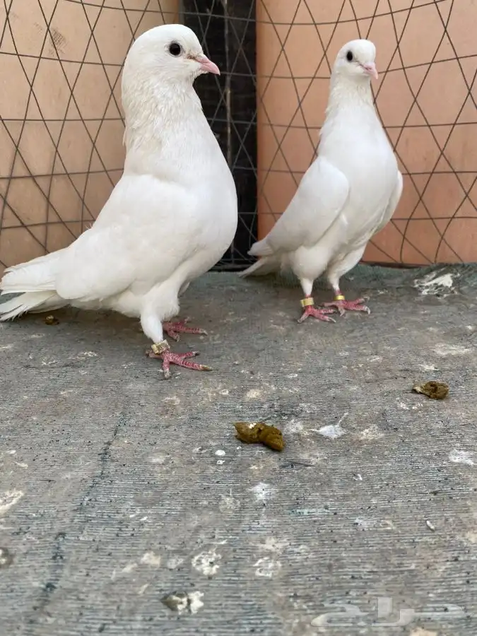 جوز غراني قطايف 1