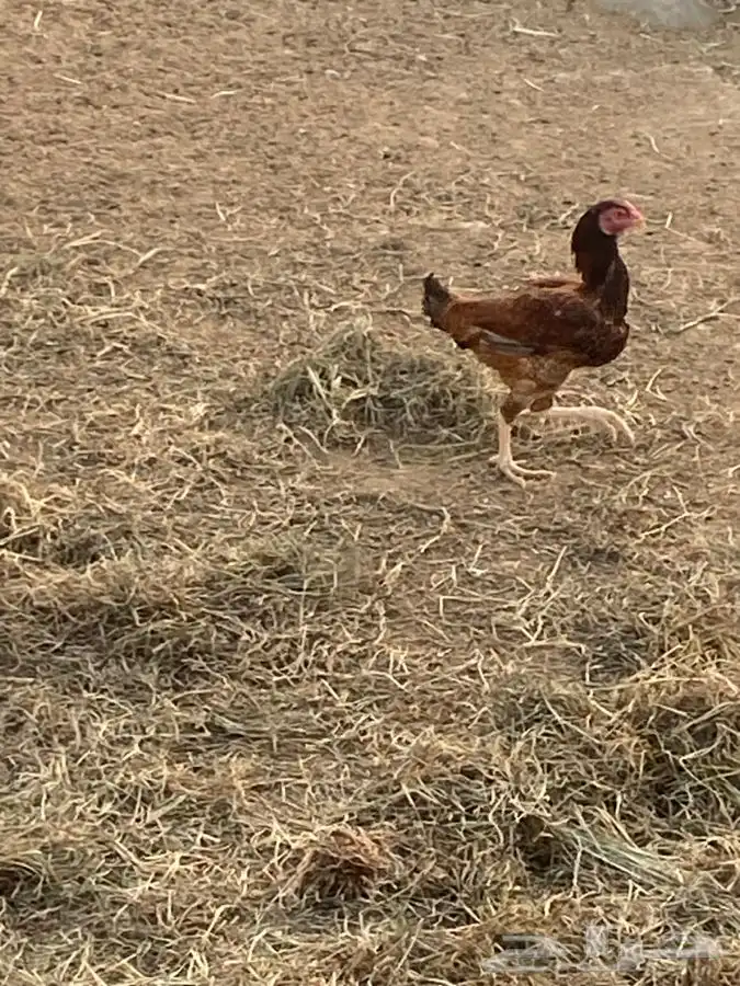 دجاجه باكستانيه حضانه وبياضه 0