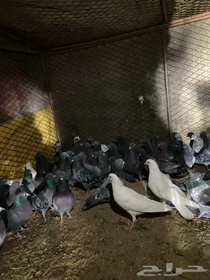 النوع   حمام زاجل 5