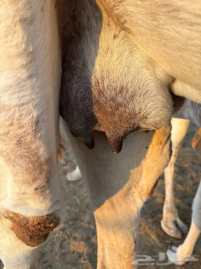 عشرا للبيع 1