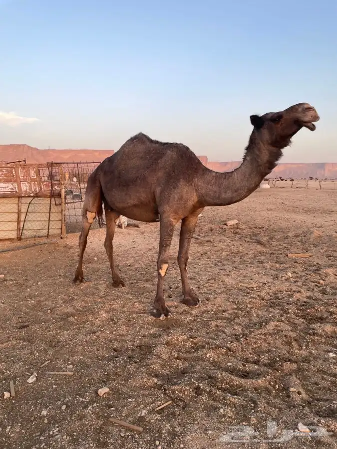 ناقه مجهم حايل 3