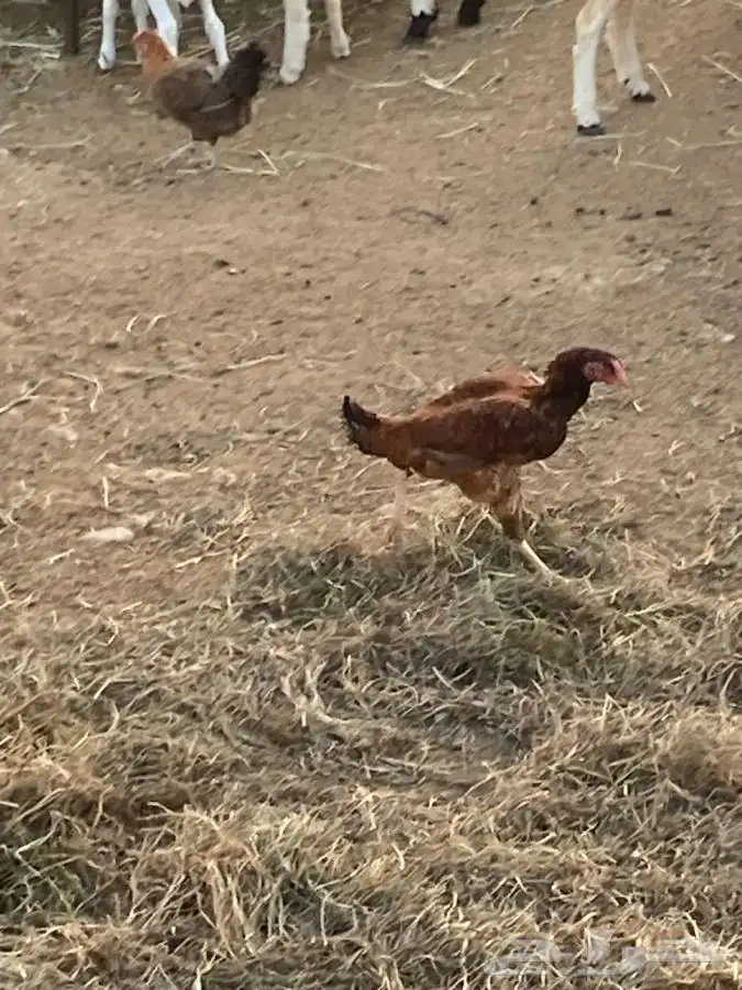 دجاجه باكستانيه حضانه وبياضه 1