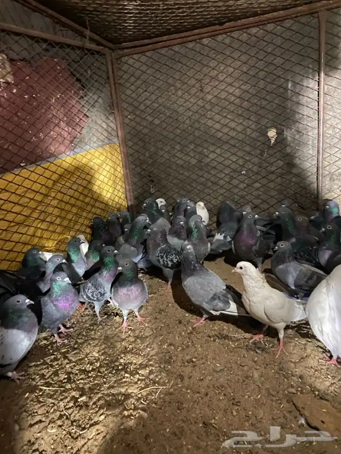 النوع   حمام زاجل 4