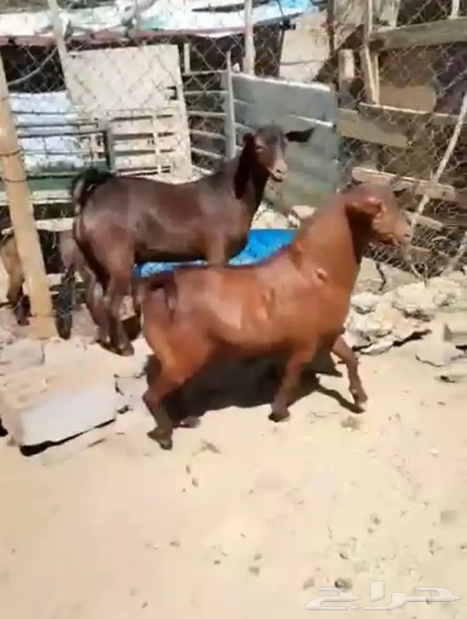 تيوس حص مشاريع فحول (تيس فحل ) 1