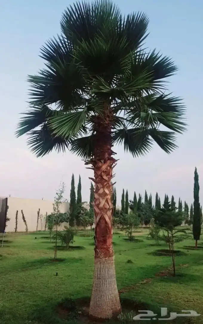 يتوفرلديناجميع انواع النخيل المثمرونخيل الزينه ولوشنطن ولمجذ 6