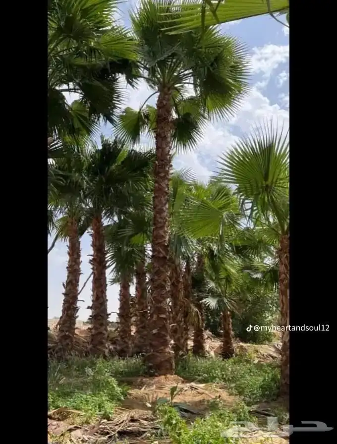 نخل واشنطي زينه ابومروحه درجه اولى 1