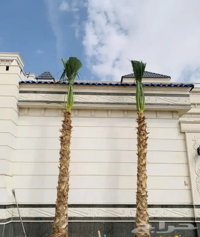 نخيل واشنطونيا 2