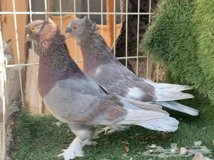 اجواز اتراك 1