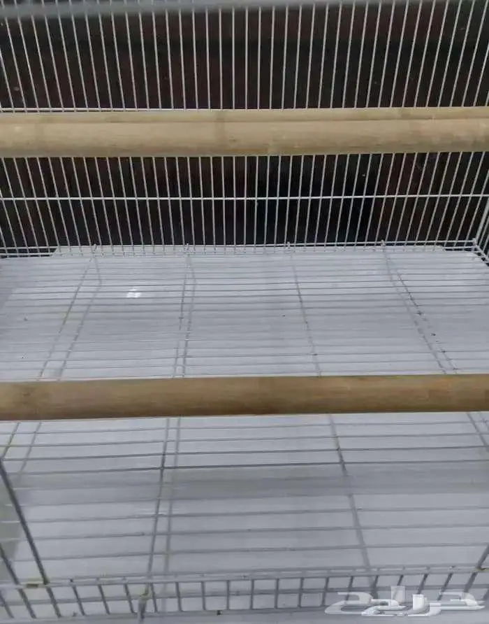 قفص 601 مع بياضه كبيرة للإنتاج 1