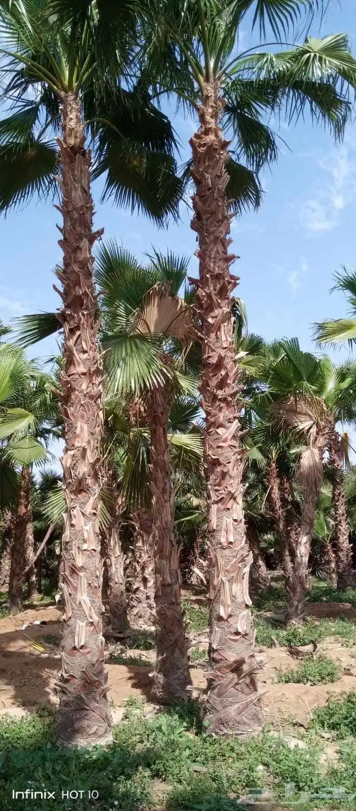 نخل واشنطني امريكي زينه للبيع 8