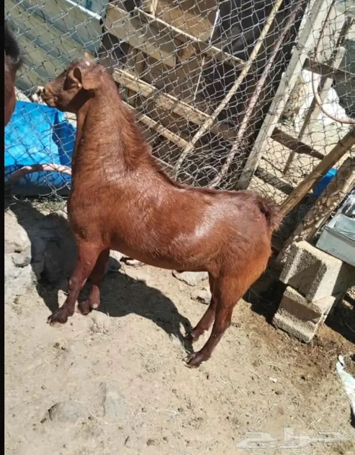 تيوس حص مشاريع فحول (تيس فحل ) 0