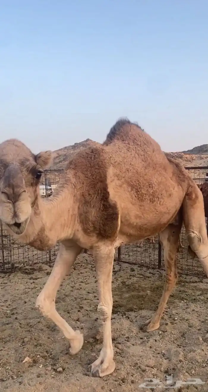 نياق احرار 0