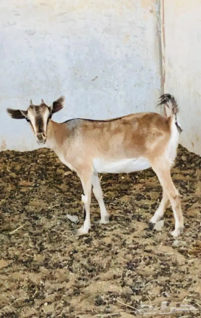 ماعز هجين وعل 0