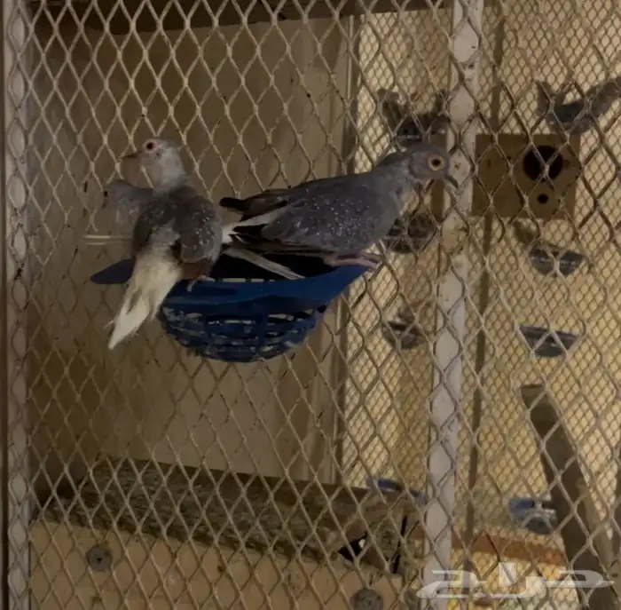 يمام ماسي جملة 4