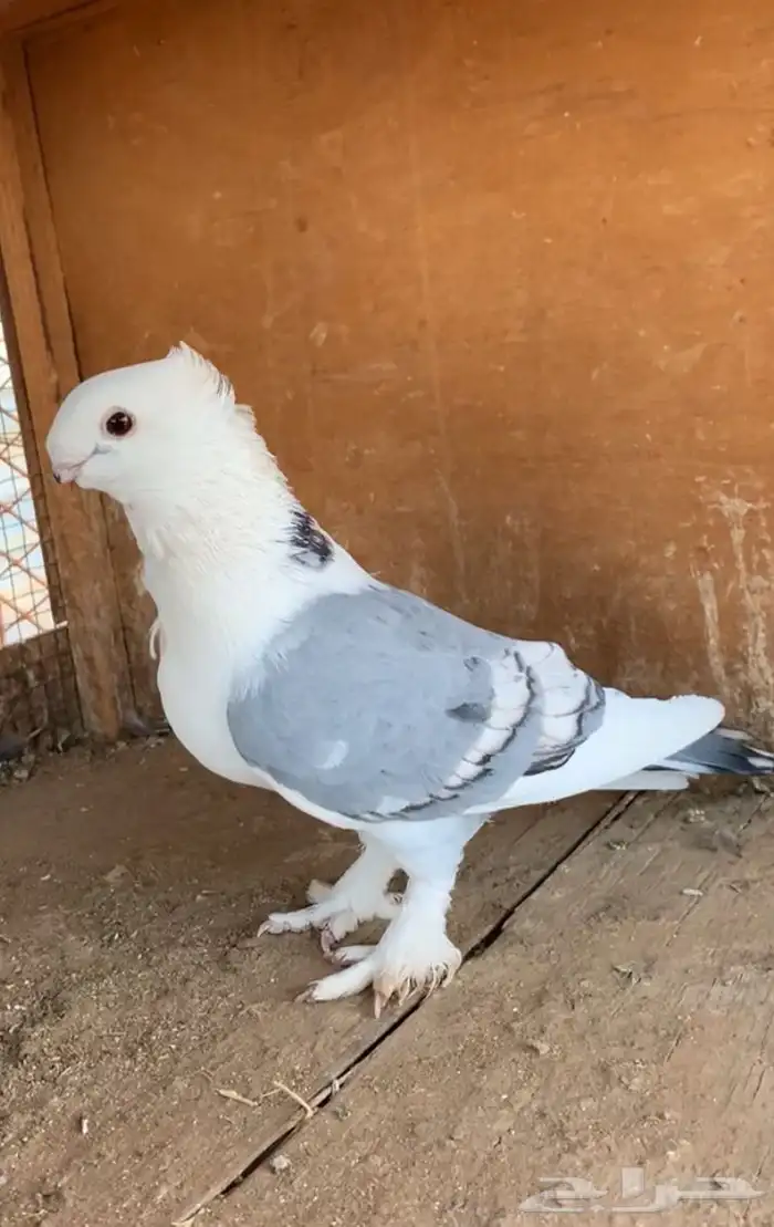 انثى حب رمان 0