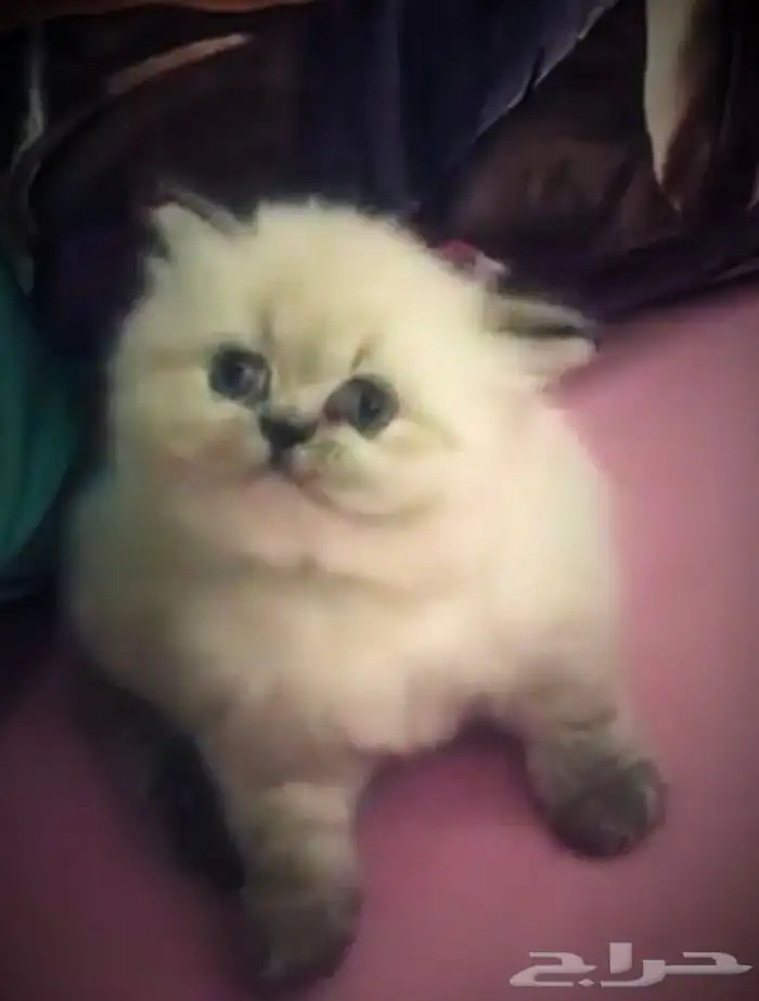 للبيع 4 اناث واحد ذكر كيتن سكوتش فولد وراغدول 4