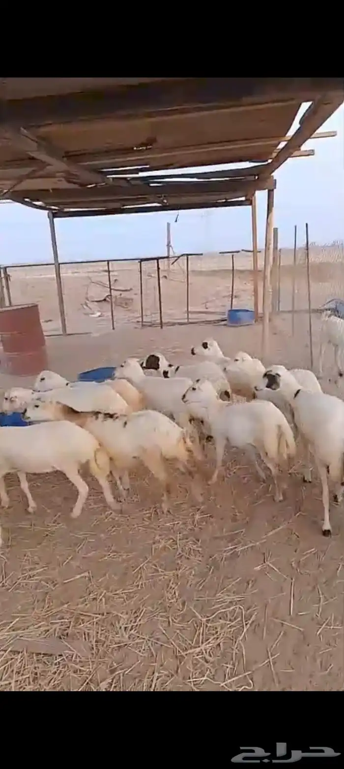 عشرين رخال رفيديات دفيع من 1050 3