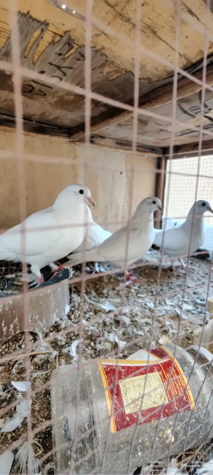 زوجين حمام فرنسى 1