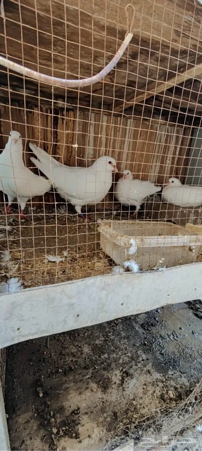 زوجين حمام فرنسى 0