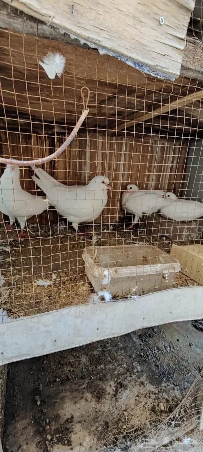 زوجين حمام فرنسى 3