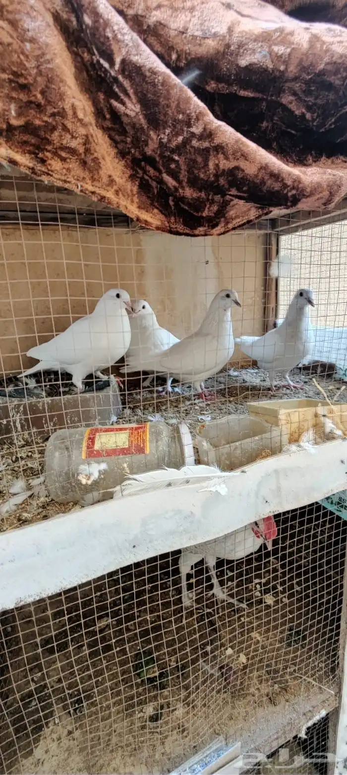 زوجين حمام فرنسى 2