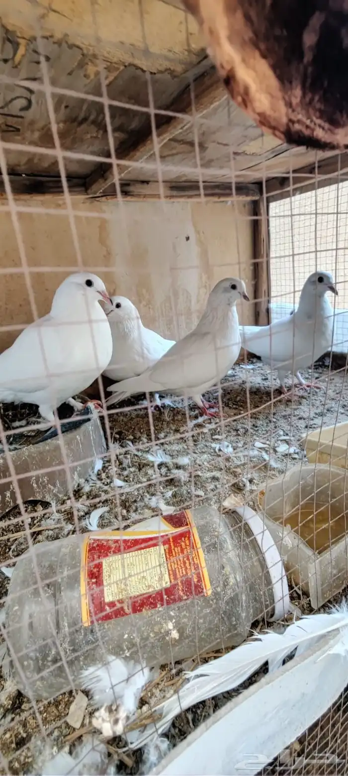 زوجين حمام فرنسى 4