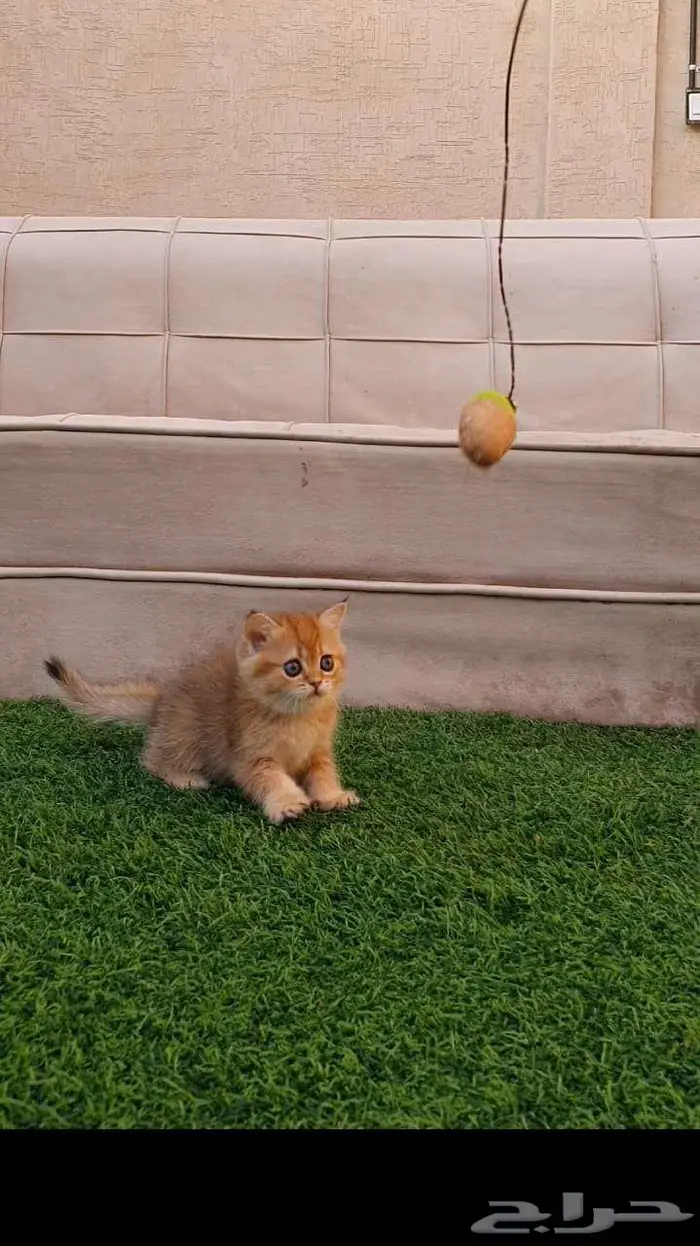 قطط برتش بيور للبيع 3