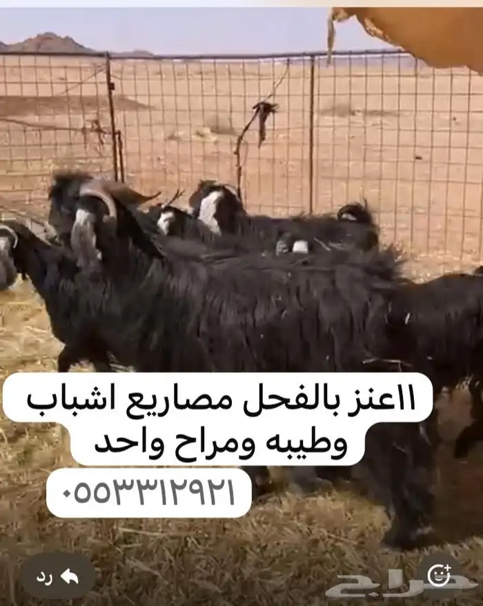 معزا مضاريع 0