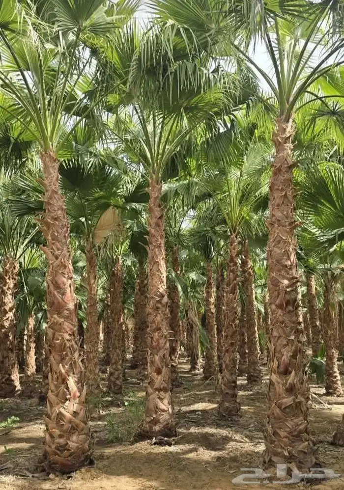 غرس وتوريد جميع انواع النخيل با أنواعه لتوصل 0