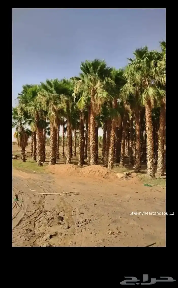 نخل واشنطي زينه ابومروحه درجه اولى 0